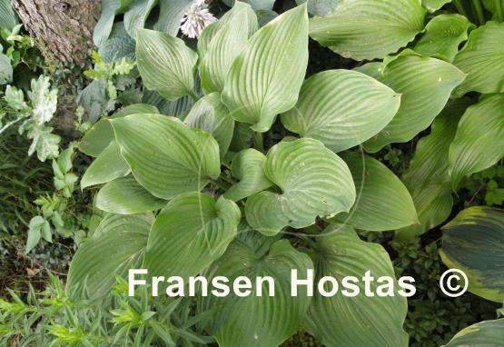 Hosta Devon Hills